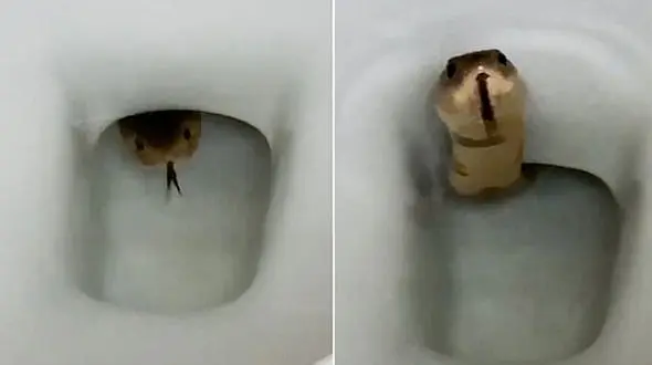 فیلم / وحشت یک مرد با دیدن مار کبرا در توالت !