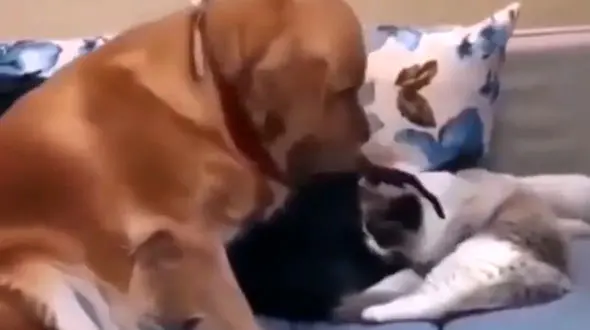 حسودی سگ به گربه را ببینید + فیلم