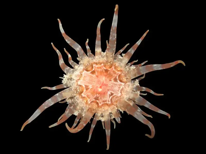 Endolobactis_simoesii_new_sea_anemone