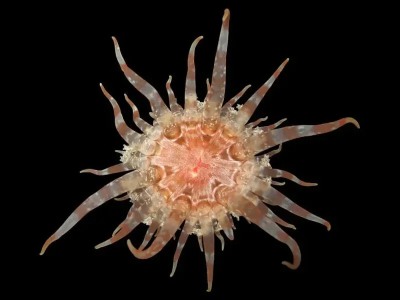 Endolobactis_simoesii_new_sea_anemone