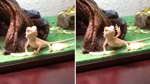 این مارمولک جواب سلام می دهد ! + فیلم دیدنی