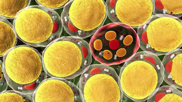 چربی سوزی چگونه انجام می شود؟