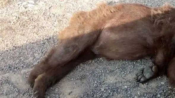 خرس قهوه ای دنا تلف شد + جزئیات