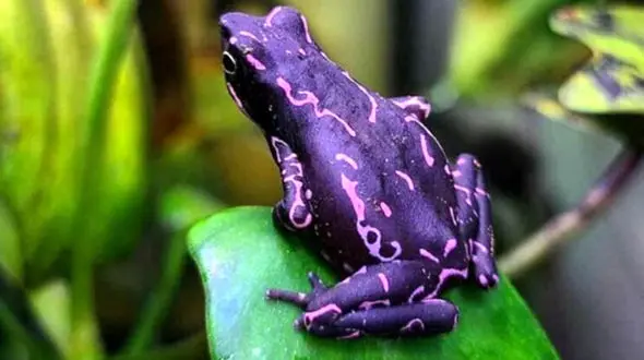 ببینید / وزغ بنفش گونه ای شگفت انگیز در حیات وحش + فیلم