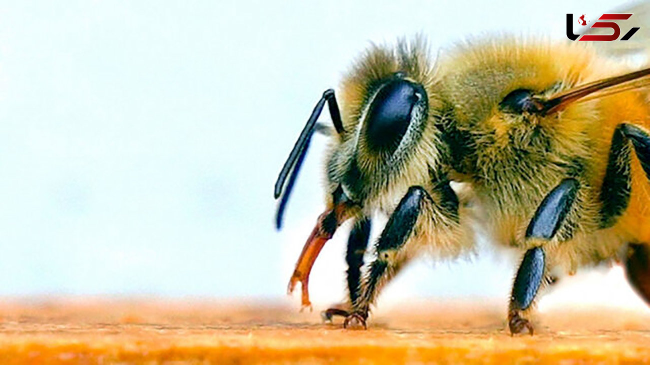 ماموریت کرونایی زنبورها 