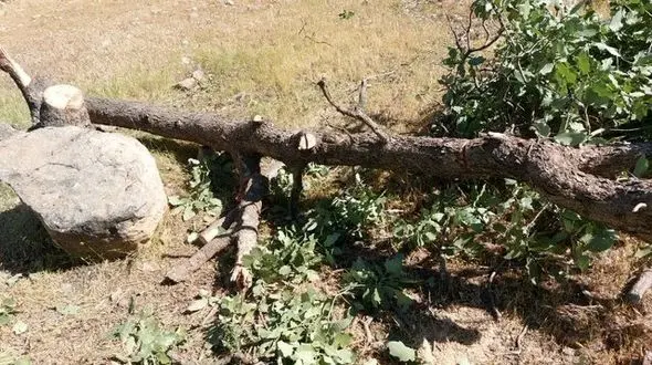 داستان تلخ قطع شبانه درختان بلوط این بار در شهرستان دنا+ عکس های تکاندهنده