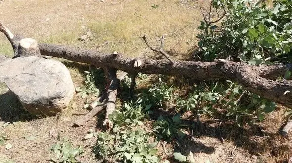 داستان تلخ قطع شبانه درختان بلوط این بار در شهرستان دنا+ عکس های تکاندهنده