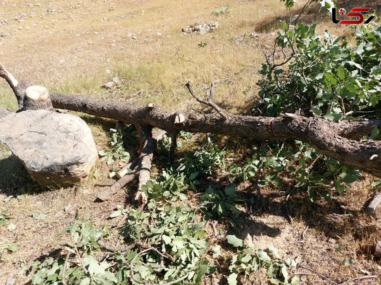 داستان تلخ قطع شبانه درختان بلوط این بار در شهرستان دنا+ عکس های تکاندهنده