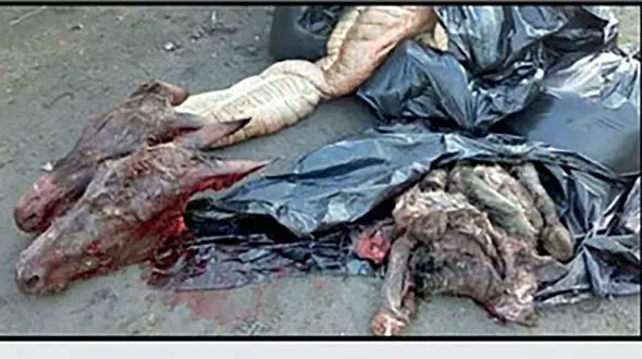 عکس سلاخی اسب و الاغ ها برای فروش گوشت شان در تهران 