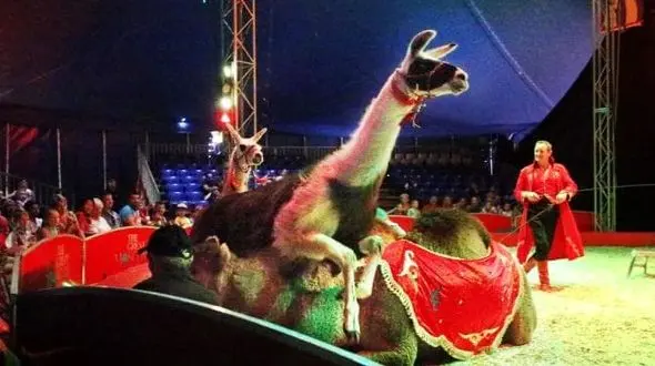تنها سیرکی که هنوز حیوان دارد!  + عکس