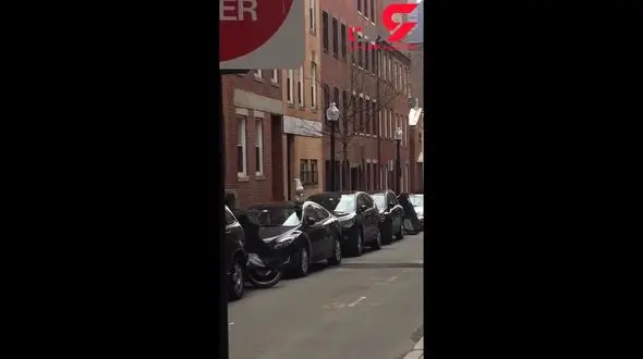 شکار موش کثیف توسط مرغ دریایی در حیابان های شهر+فیلم