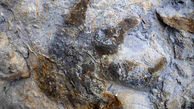 کشف عجیب در گلستان ! / ردپای دایناسور 240 میلیون ساله  + عکس