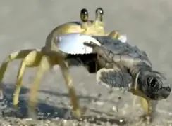 فیلم / خرچنگ درحال دزدیدن بچه لاک پشت