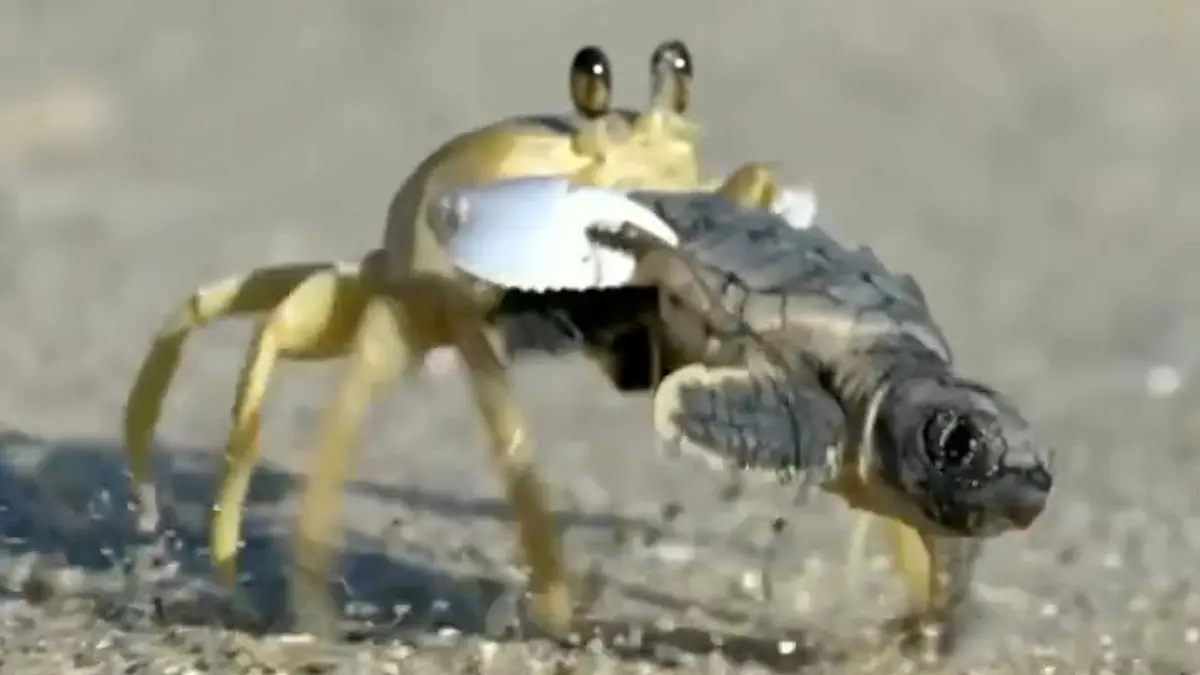 خرچنگ درحال دزدیدن بچه لاک پشت