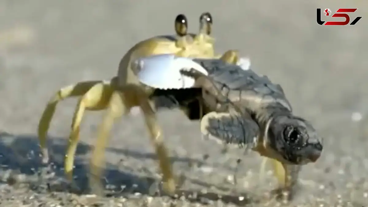 فیلم / خرچنگ درحال دزدیدن بچه لاک پشت