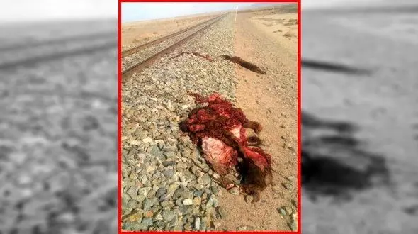 عکس وحشتناک برخورد شتر با قطار کرمان - مشهد 