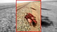 عکس وحشتناک برخورد شتر با قطار کرمان - مشهد 