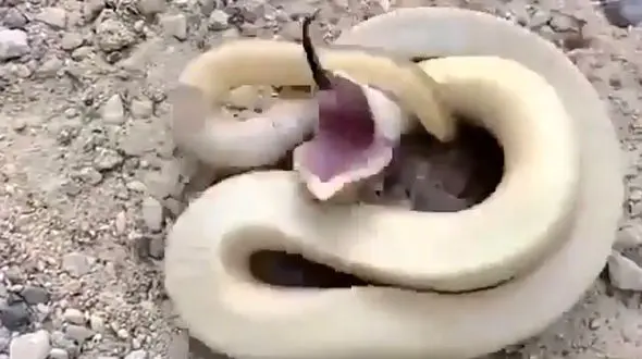 لحظه ترسناک پیچیدن مار به دور خودش + فیلم