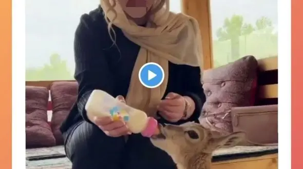 نیوشا ضیغمی پاسخ بدهد، ناآگاه به قوانین حوزه حیات وحش است؟/ شریک دزد یا رفیق قافله؟!