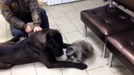 درمان حیوانات خانگی افسرده با کمک یک راکون دوست داشتنی+فیلم