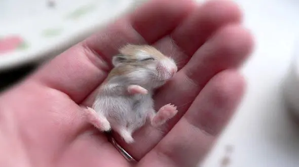 فیلمی از رشد نوزادان همستر 