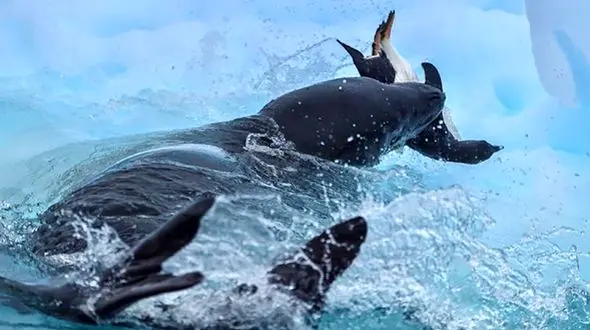 لحظه شکار پنگوئن + عکس 