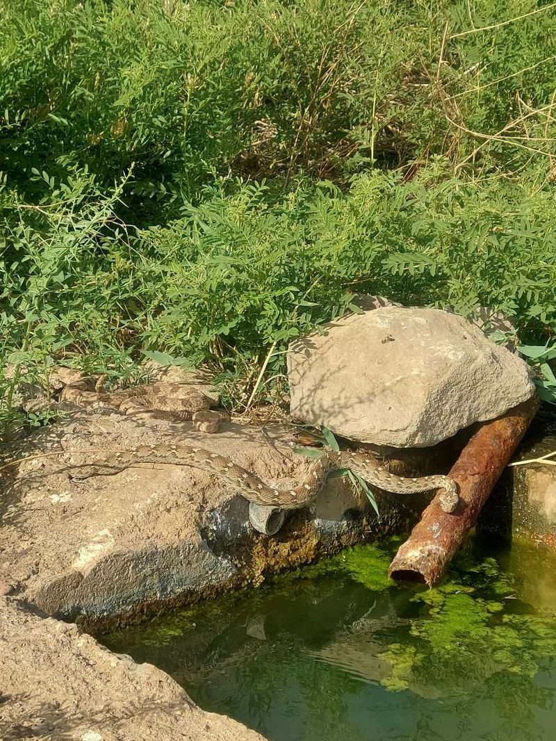 مار افعی