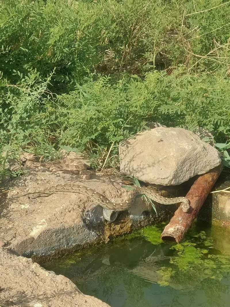 مار افعی