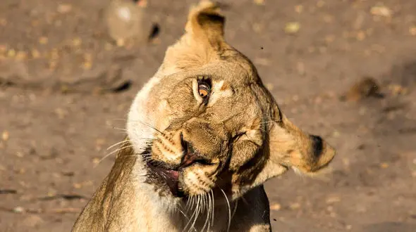 مگس مزاحم ماده شیر را به زانو در آورد + عکس