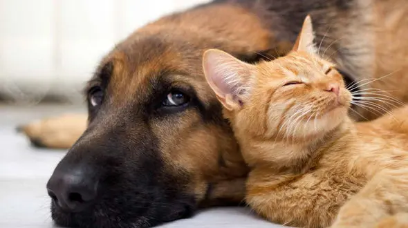 فیلم/ عذرخواهی عاشقانه یک گربه از سگی غول پیکر پس از کتک زدنش