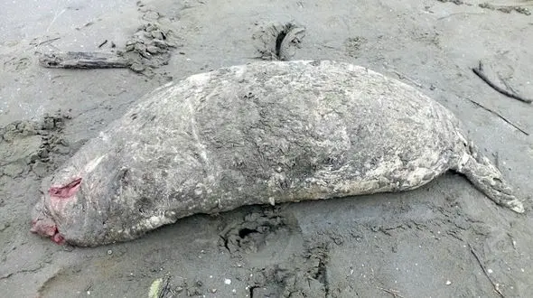 سایه مرگبار تور ماهیگیران بر سر فوک خزری+عکس 