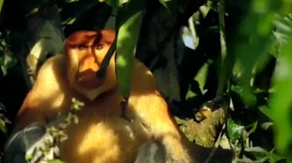 فیلم عبور خانواده میمون از قلمرو کروکودیل ها