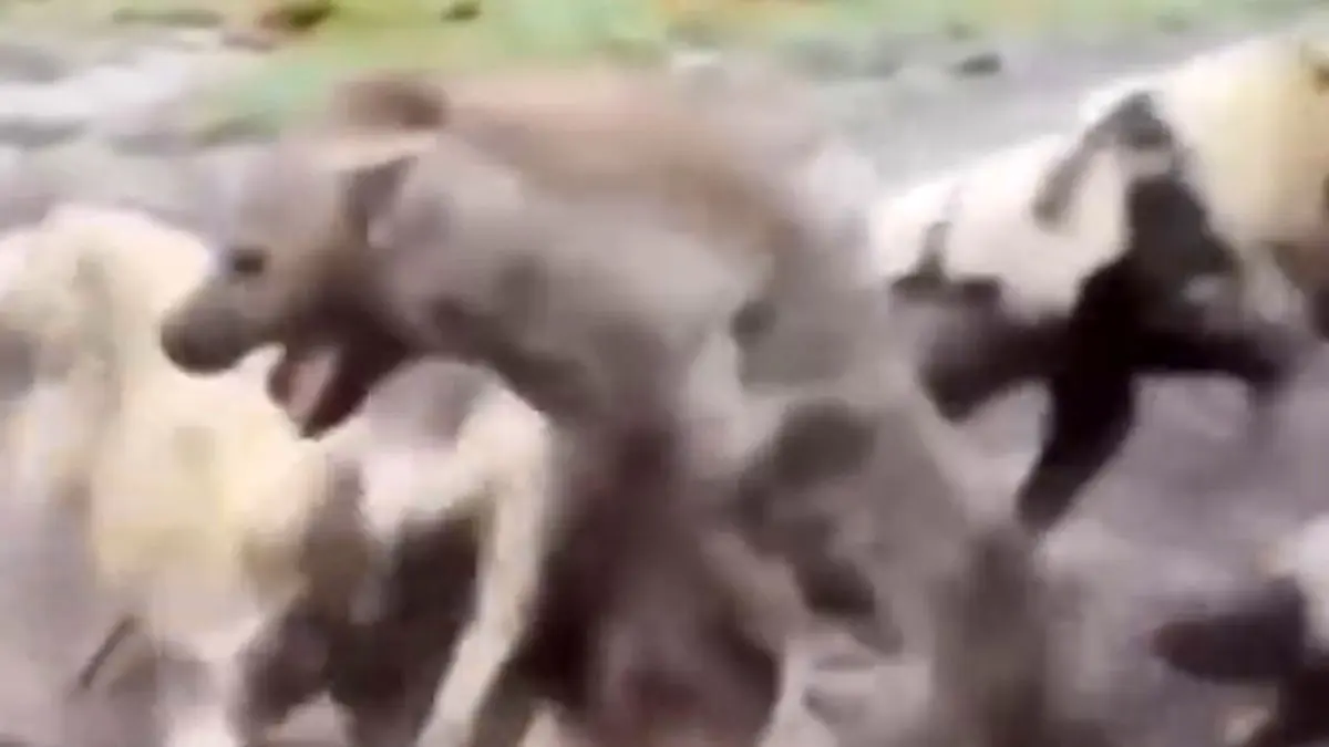 فیلم تلاش کفتار برای فرار از محاصره سگهای وحشی