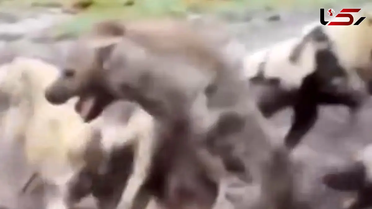 فیلم تلاش کفتار برای فرار از محاصره سگهای وحشی