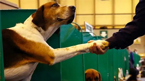 فروش سگ هاى تزئینی همراه با پاسپورت و شناسنامه در نمایشگاه بین المللی مشهد + عکس