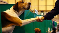فروش سگ هاى تزئینی همراه با پاسپورت و شناسنامه در نمایشگاه بین المللی مشهد + عکس