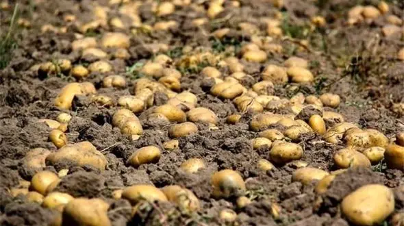 برداشت محصول سیب زمینی از مزارع هشترود آغاز شد