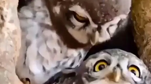 از عاشقانه های جغد تا  لحظه حمله و شکار کومودو