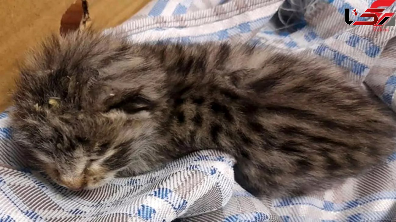 توله پلنگ پیدا شده در زنجان گربه بود ! / یک اتفاق عجیب محیط زیستی! + عکس