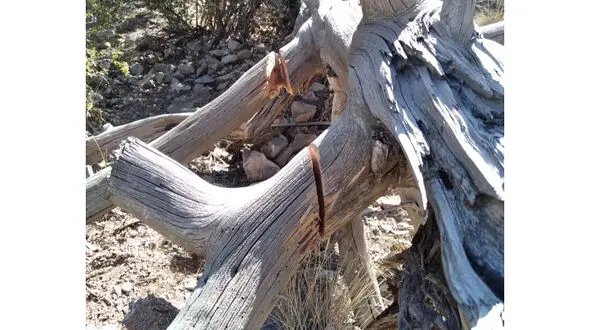 بازداشت عامل قطع درختان ارس در روستای زان دماوند