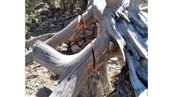 بازداشت عامل قطع درختان ارس در روستای زان دماوند