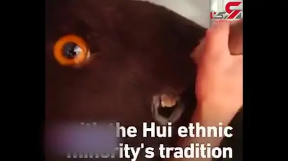 سرگرمی بی رحمانه مردان رزمی کار با گاوها + فیلم