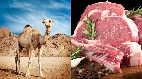 خواص گوشت شتر