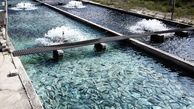 ۲۰ تن ماهی در تربت حیدریه پرورش داده می شود