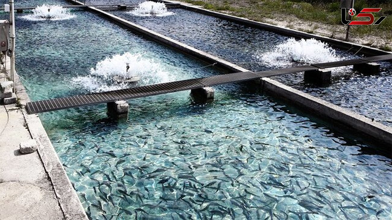 ۲۰ تن ماهی در تربت حیدریه پرورش داده می شود