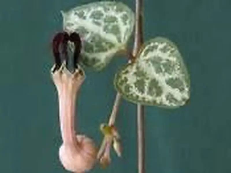 برگ سروپژیا