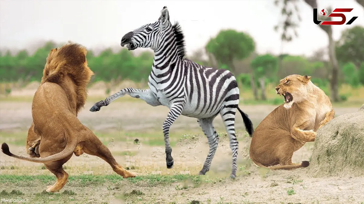 روایت شکار گورخر توسط شیرها + فیلم