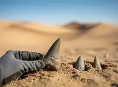 کشف قبرستان باستانی کوسه‌ ها در دل بیابان مصر؛ ردپای دریایی پررمزوراز در صحرا