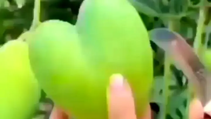 ظاهر عجیب انبه خبر ساز شد