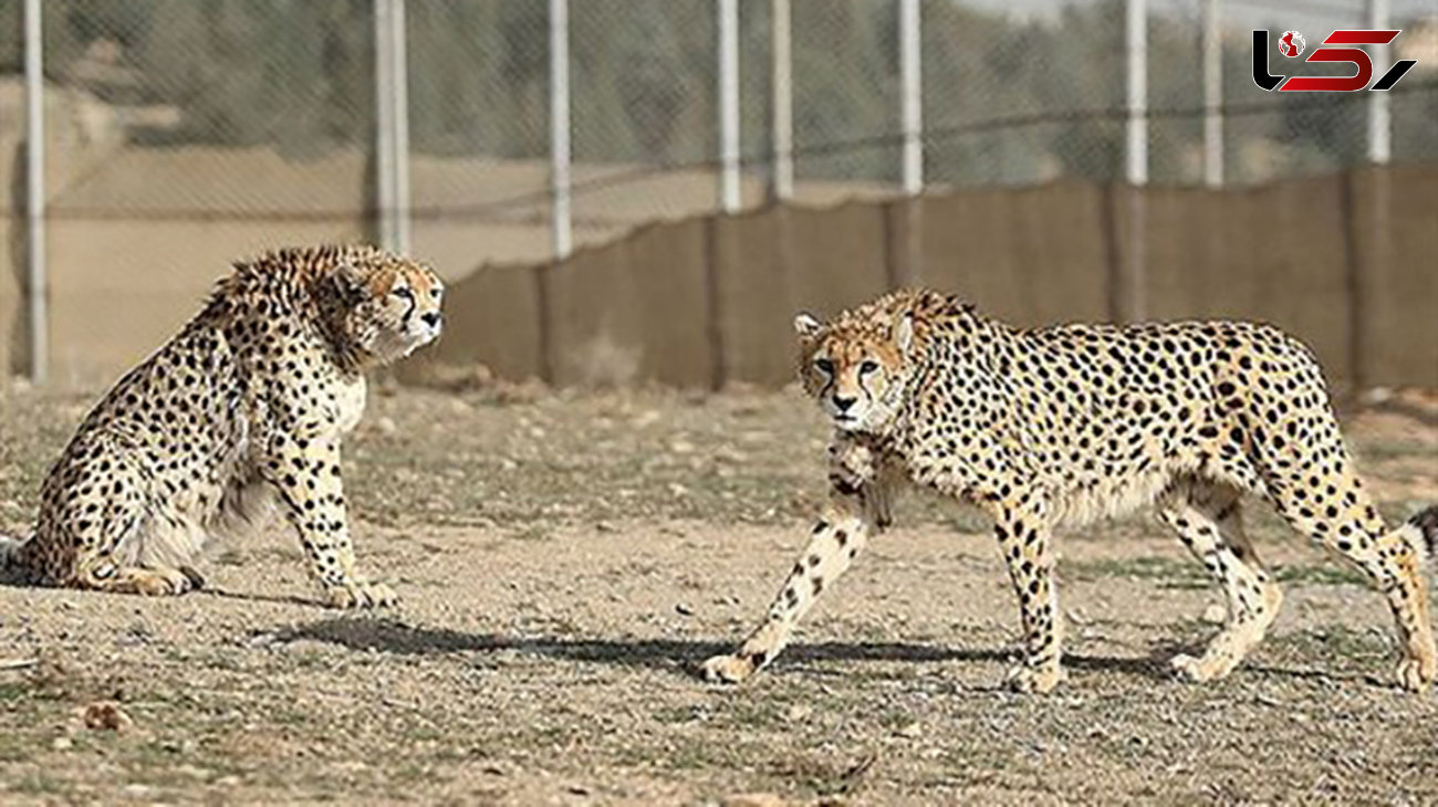 تنها یوزپلنگ نر ایرانی دنیا در اسارت! + عکس
